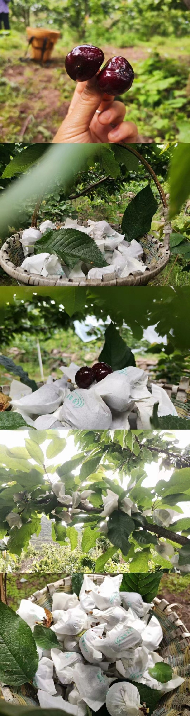 四川汉源大樱桃，黑珍珠樱桃/自家种植欢迎来电咨询
