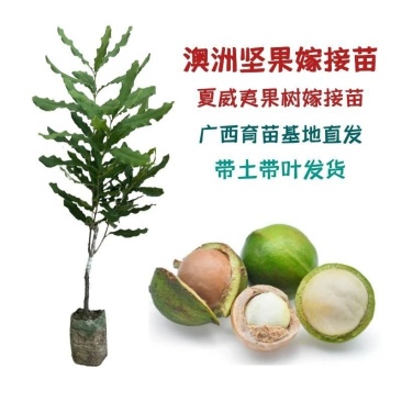 澳洲坚果夏威夷果嫁接树苗南北方地栽盆栽庭院种植带土叶广西