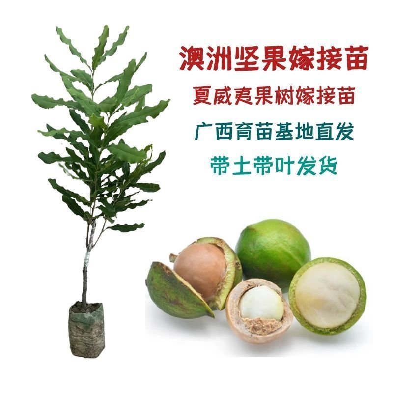 澳洲坚果夏威夷果嫁接树苗南北方地栽盆栽庭院种植带土叶广西