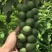 澳洲坚果夏威夷果嫁接树苗南北方地栽盆栽庭院种植带土叶广西