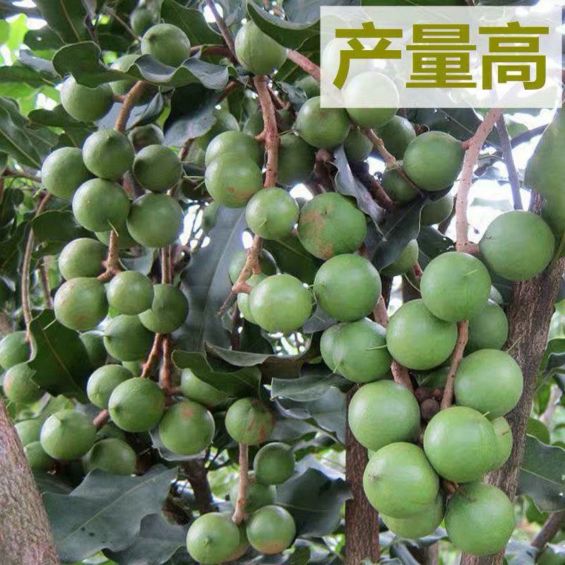 澳洲坚果夏威夷果嫁接树苗南北方地栽盆栽庭院种植带土叶广西