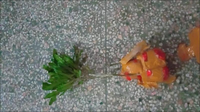 澳洲坚果夏威夷果嫁接树苗南北方地栽盆栽庭院种植带土叶广西