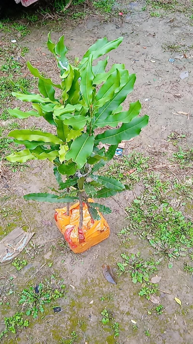 澳洲坚果夏威夷果嫁接树苗南北方地栽盆栽庭院种植带土叶广西