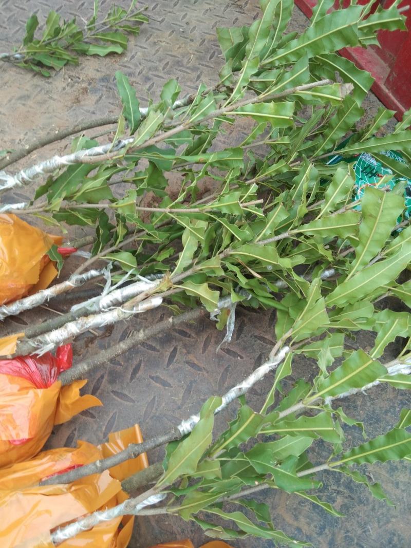 澳洲坚果夏威夷果嫁接树苗南北方地栽盆栽庭院种植带土叶广西