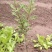 澳洲坚果夏威夷果嫁接树苗南北方地栽盆栽庭院种植带土叶广西