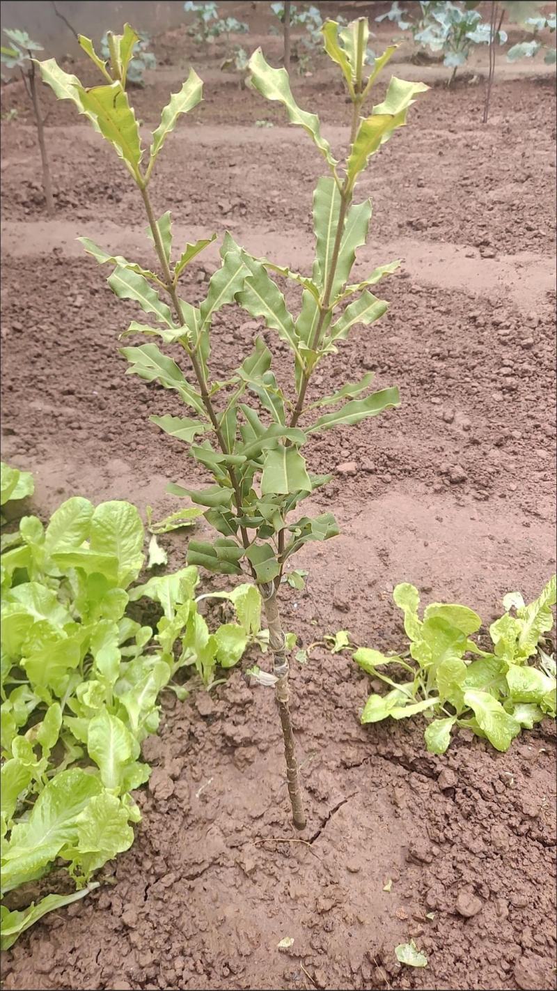 澳洲坚果夏威夷果嫁接树苗南北方地栽盆栽庭院种植带土叶广西