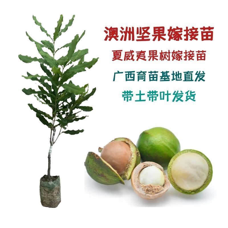 澳洲坚果夏威夷果嫁接树苗南北方地栽盆栽庭院种植带土叶广西