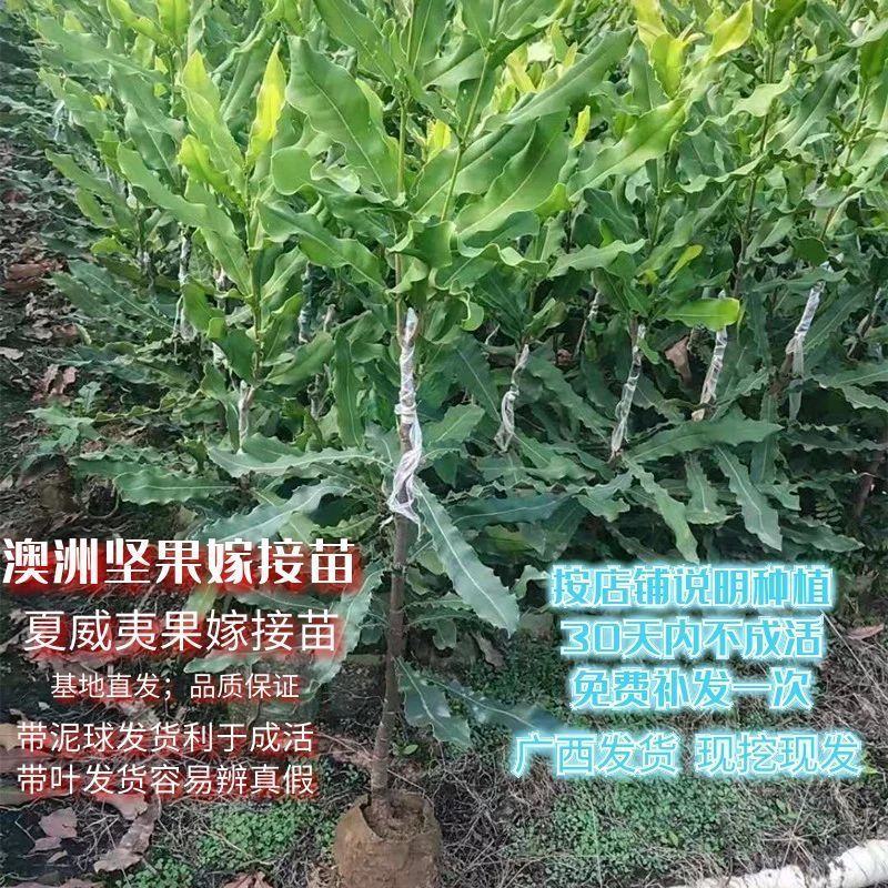 澳洲坚果夏威夷果嫁接树苗南北方地栽盆栽庭院种植带土叶广西