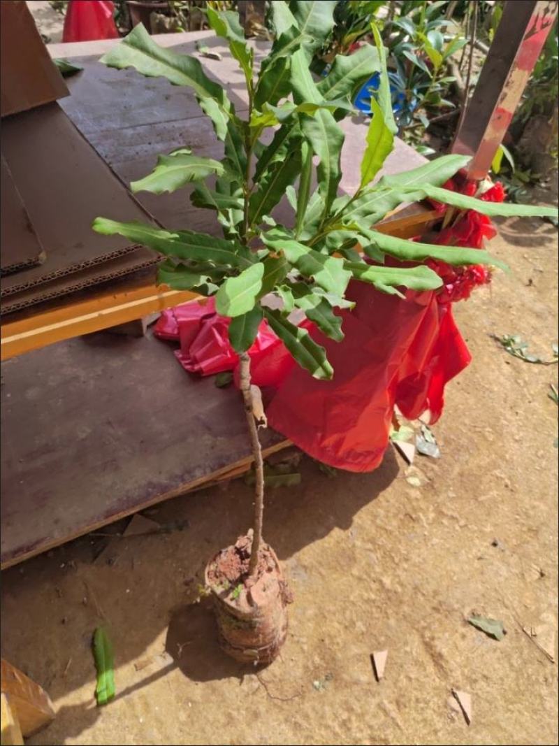 澳洲坚果夏威夷果嫁接树苗南北方地栽盆栽庭院种植带土叶广西