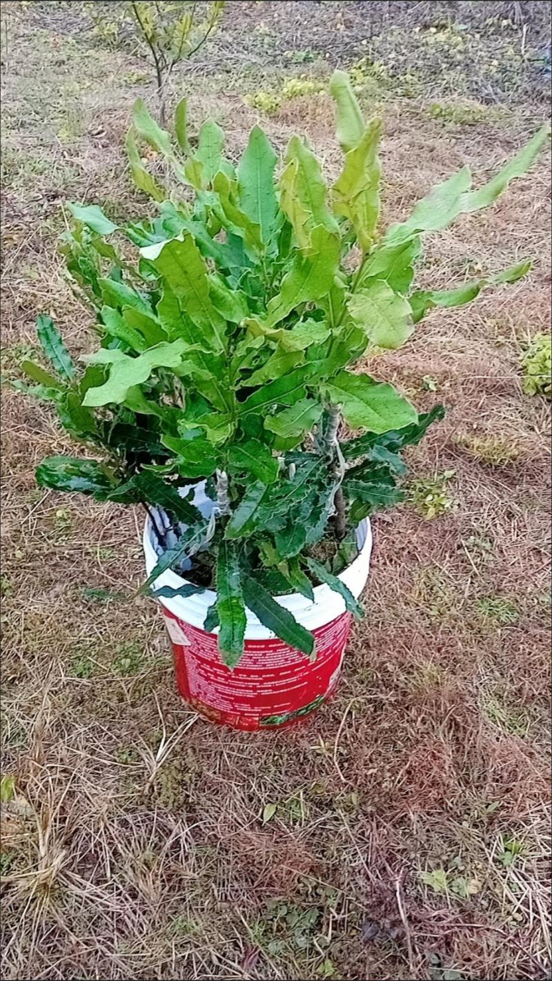 澳洲坚果夏威夷果嫁接树苗南北方地栽盆栽庭院种植带土叶广西