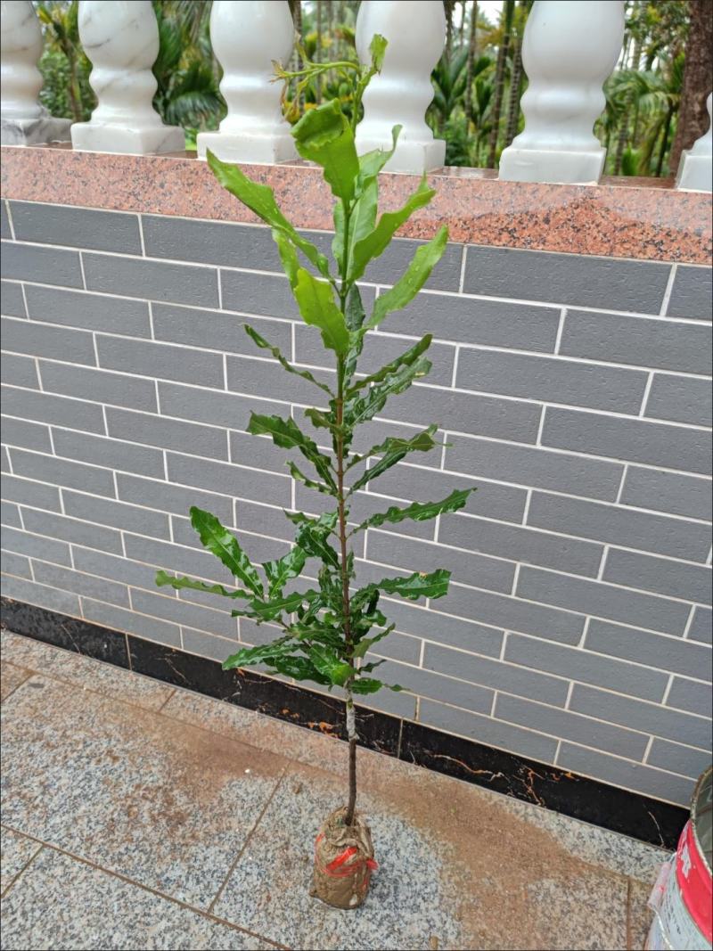 澳洲坚果夏威夷果嫁接树苗南北方地栽盆栽庭院种植带土叶广西