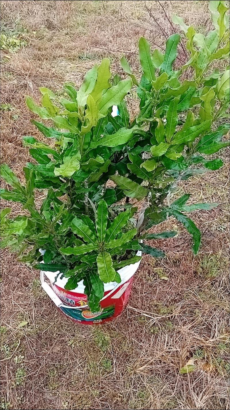 澳洲坚果夏威夷果嫁接树苗南北方地栽盆栽庭院种植带土叶广西