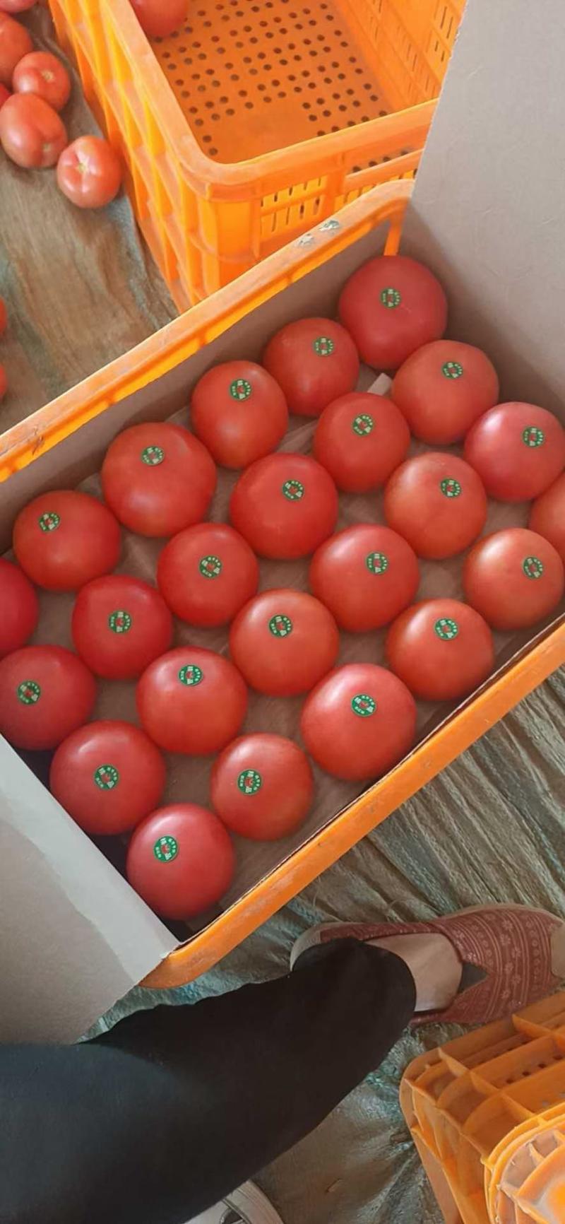 【精选】山东省聊城市西红柿大量供应，果型好、硬度高