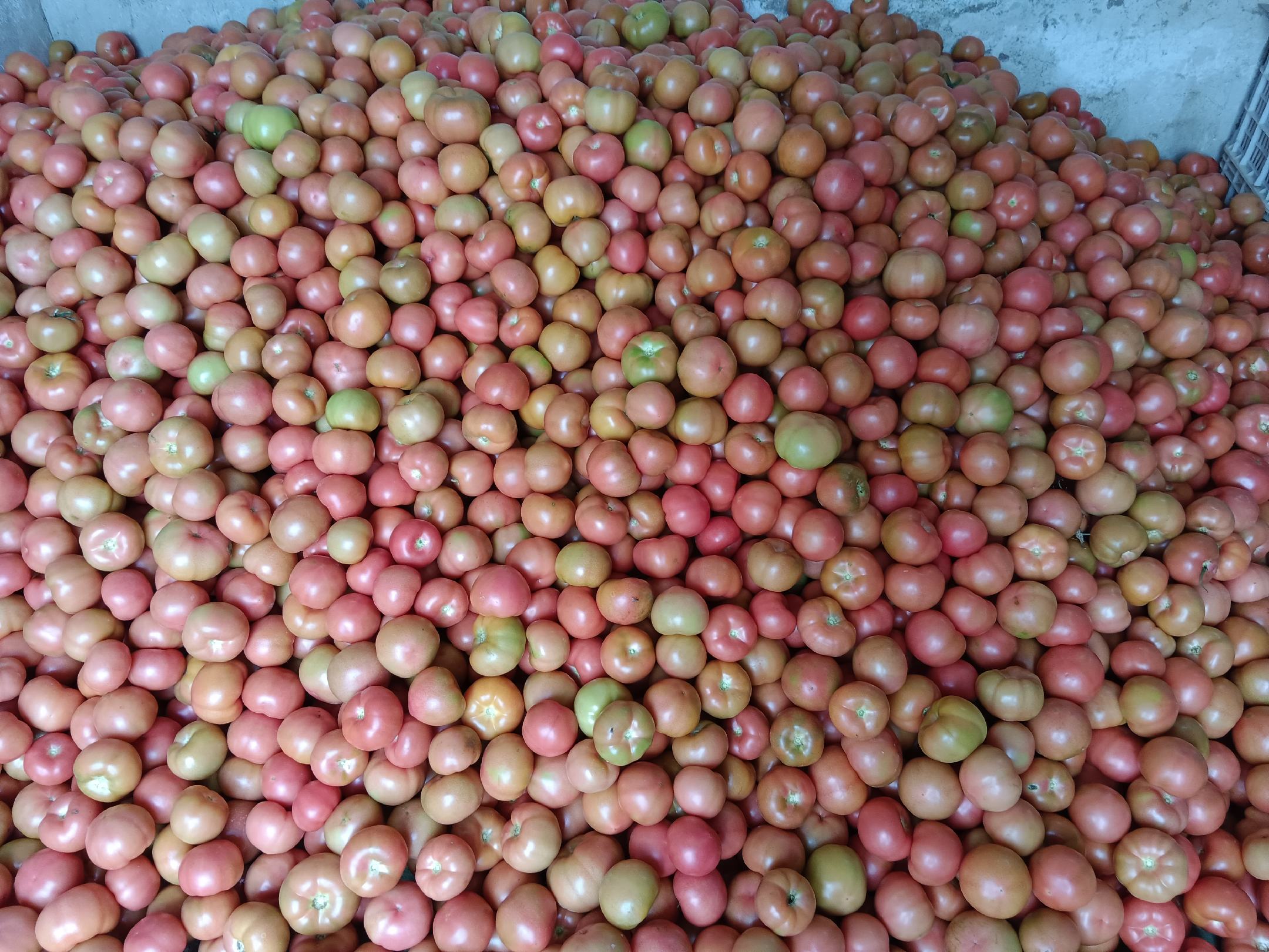 新鲜西红柿选购指南图