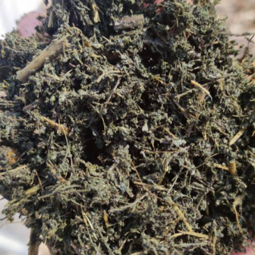 湿甜叶菊渣