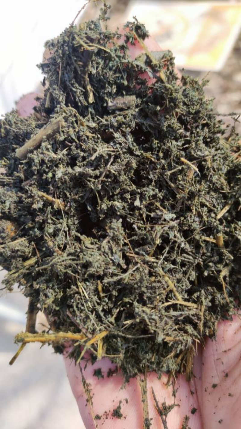湿甜叶菊渣