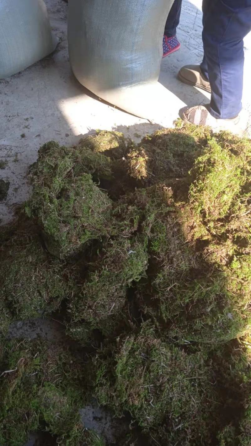 苔藓，干青苔，一手货源批发价