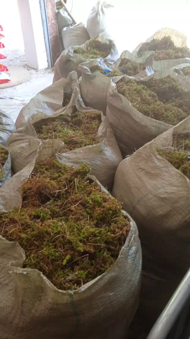 苔藓，干青苔，一手货源批发价