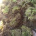 苔藓，干青苔，一手货源批发价