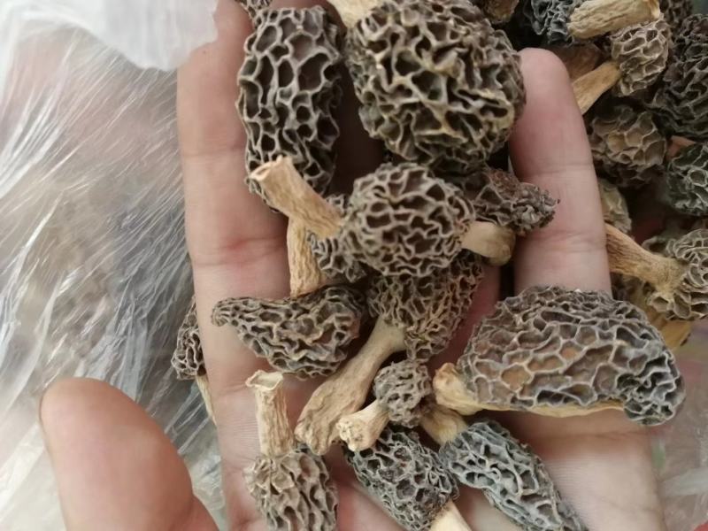野生羊肚菌一级品