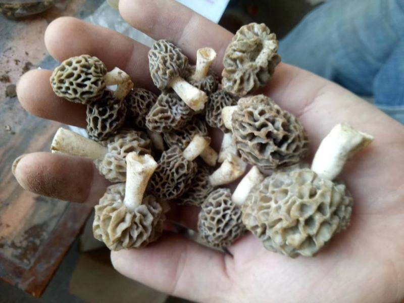野生羊肚菌一级品