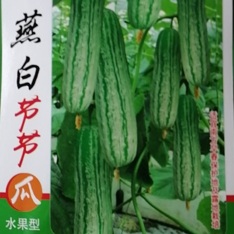 燕白节节瓜，水果型，全国结瓜温度在15度到35度。
