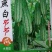 燕白节节瓜，水果型，全国结瓜温度在15度到35度。