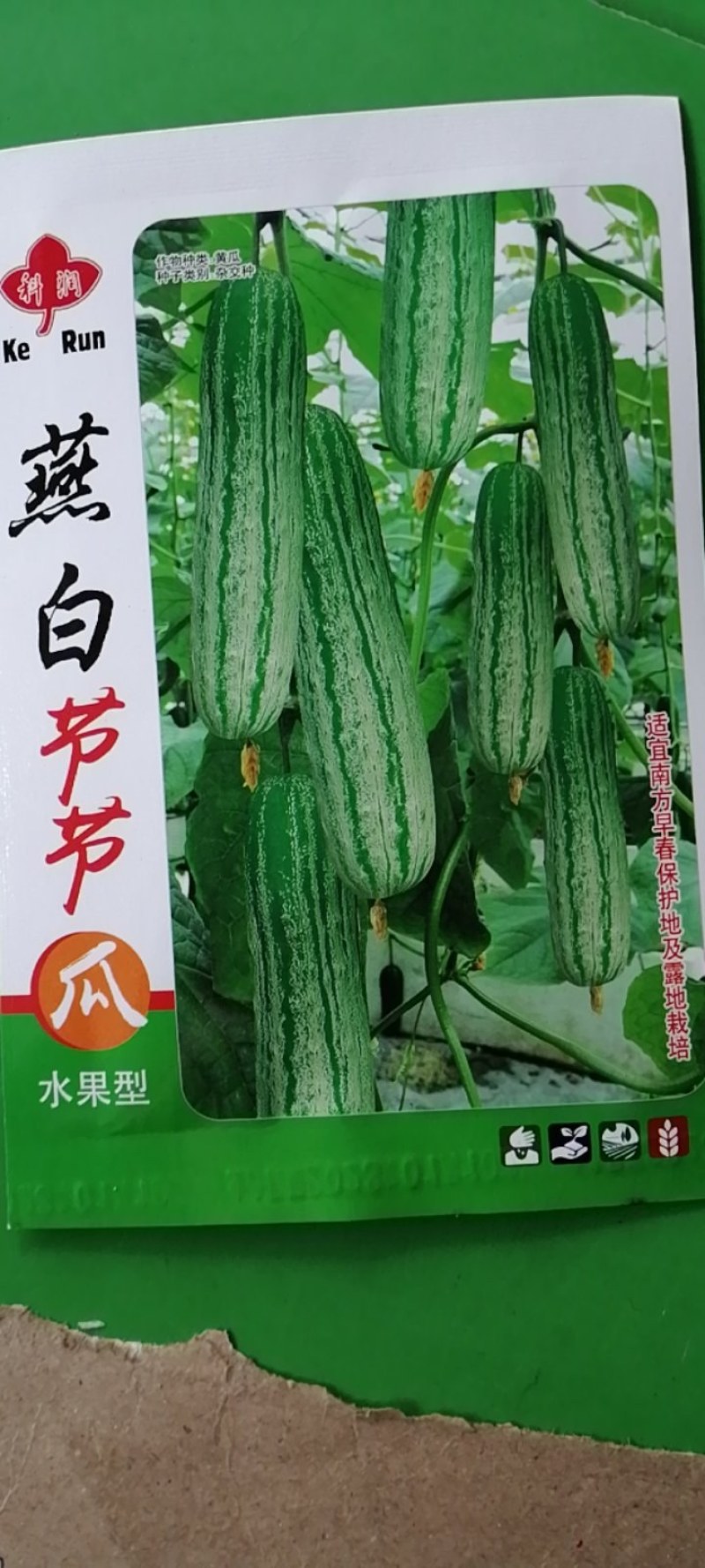 燕白节节瓜，水果型，全国结瓜温度在15度到35度。