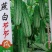 燕白节节瓜，水果型，全国结瓜温度在15度到35度。
