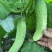 燕白节节瓜，水果型，全国结瓜温度在15度到35度。