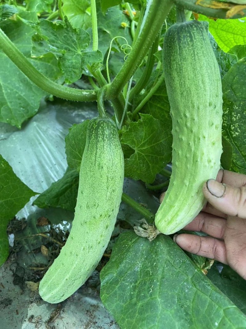 燕白节节瓜，水果型，全国结瓜温度在15度到35度。