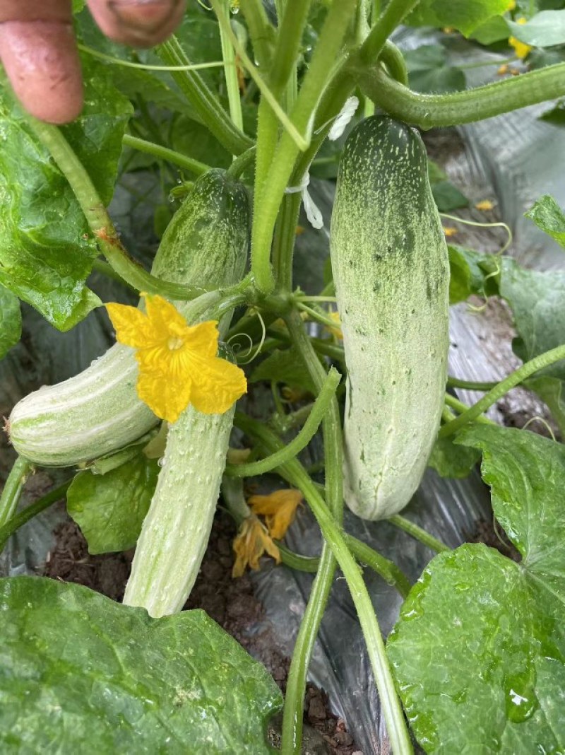 燕白节节瓜，水果型，全国结瓜温度在15度到35度。