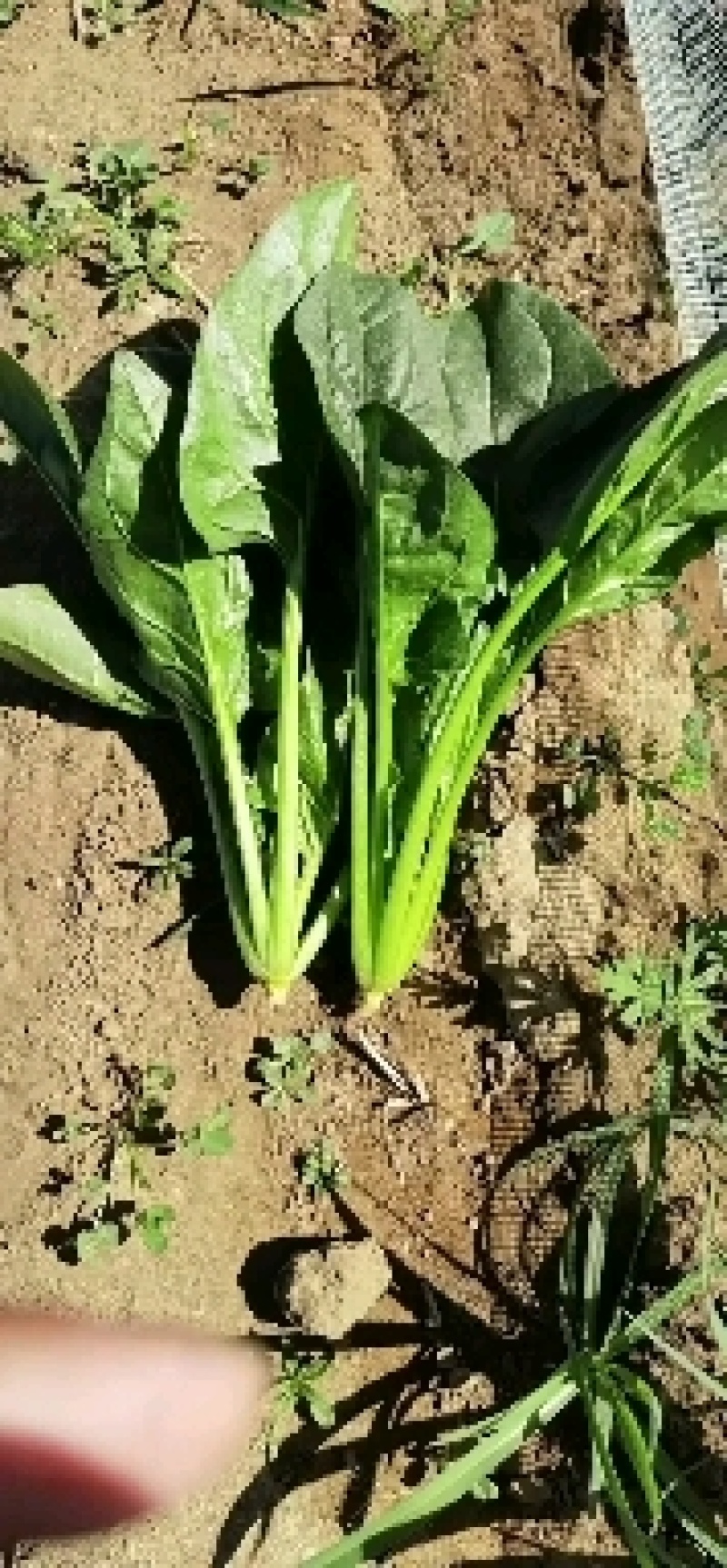 内蒙大叶菠菜大量上市产地直发，欢迎老板来电咨询选购