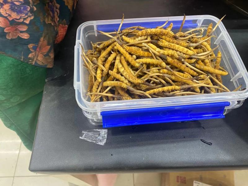 真空包装人工冻干养殖鲜货正宗现货冬虫夏草断包赔