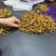 真空包装人工冻干养殖鲜货正宗现货冬虫夏草断包赔