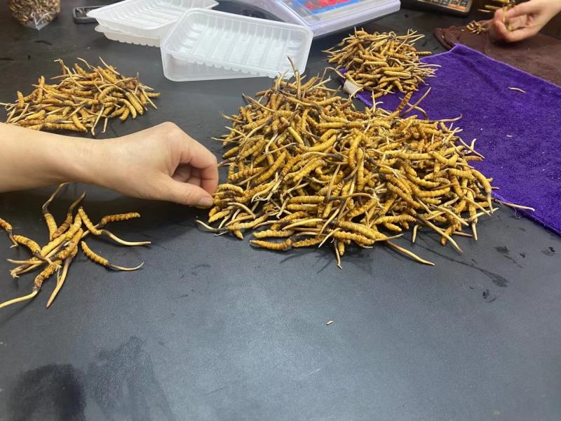 真空包装人工冻干养殖鲜货正宗现货冬虫夏草断包赔