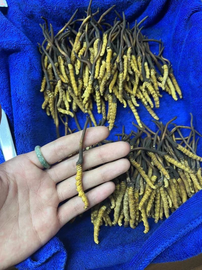 真空包装人工冻干养殖鲜货正宗现货冬虫夏草断包赔