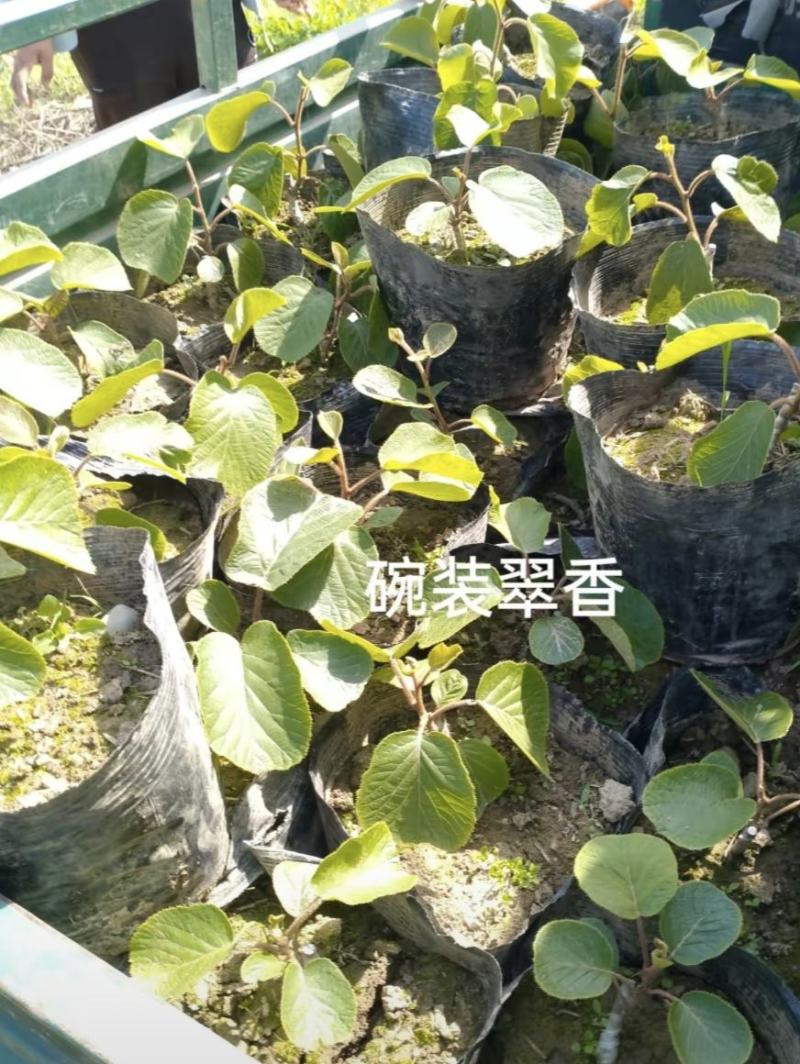 红心苗翠香幼苗盆栽翠香徐香实生苗大量现货