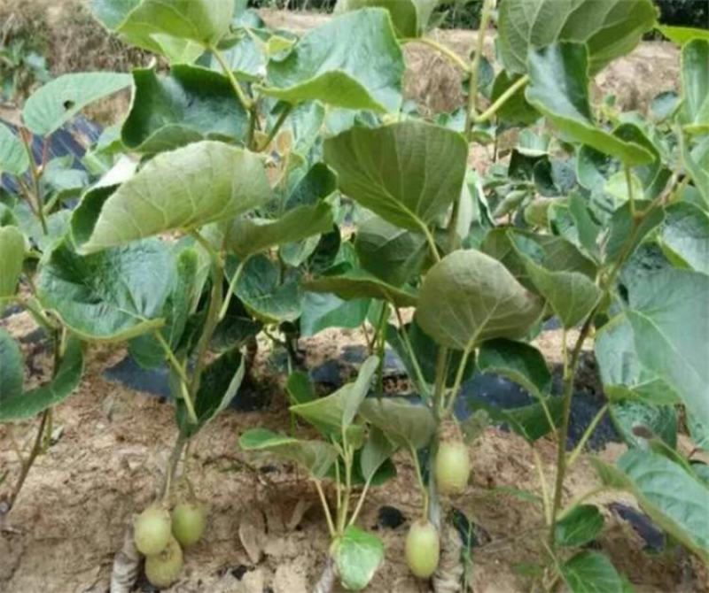 红心苗翠香幼苗盆栽翠香徐香实生苗大量现货