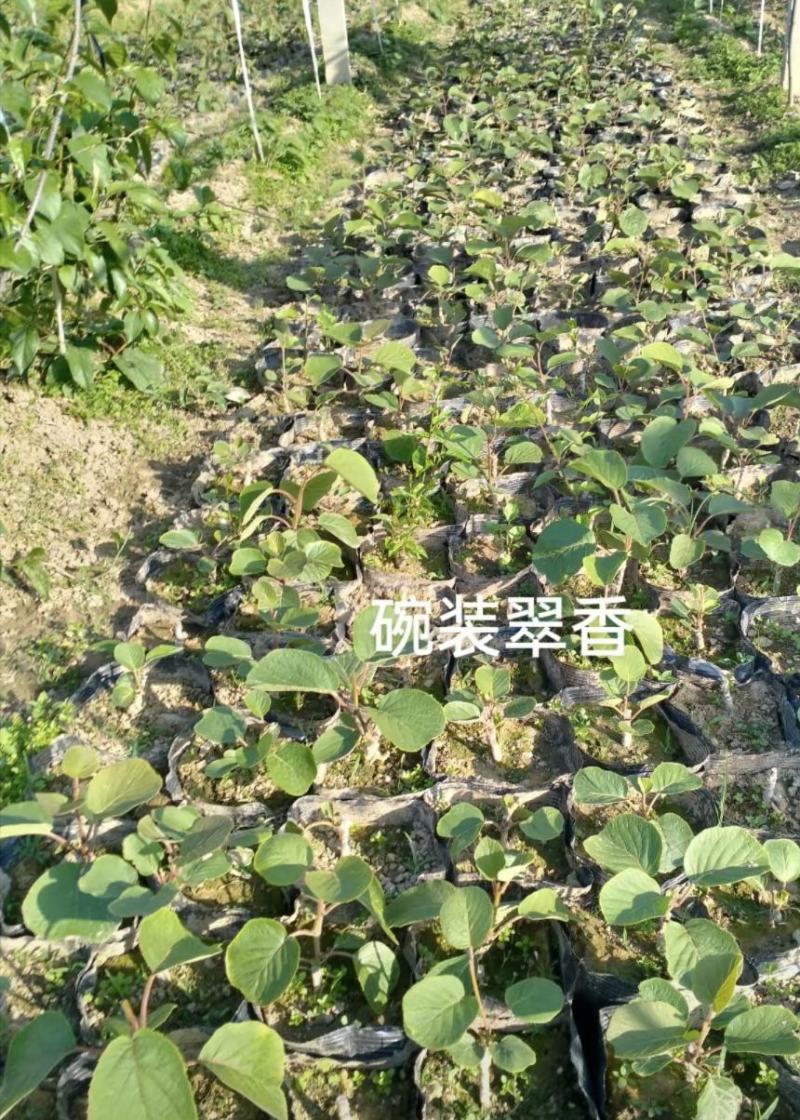 红心苗翠香幼苗盆栽翠香徐香实生苗大量现货
