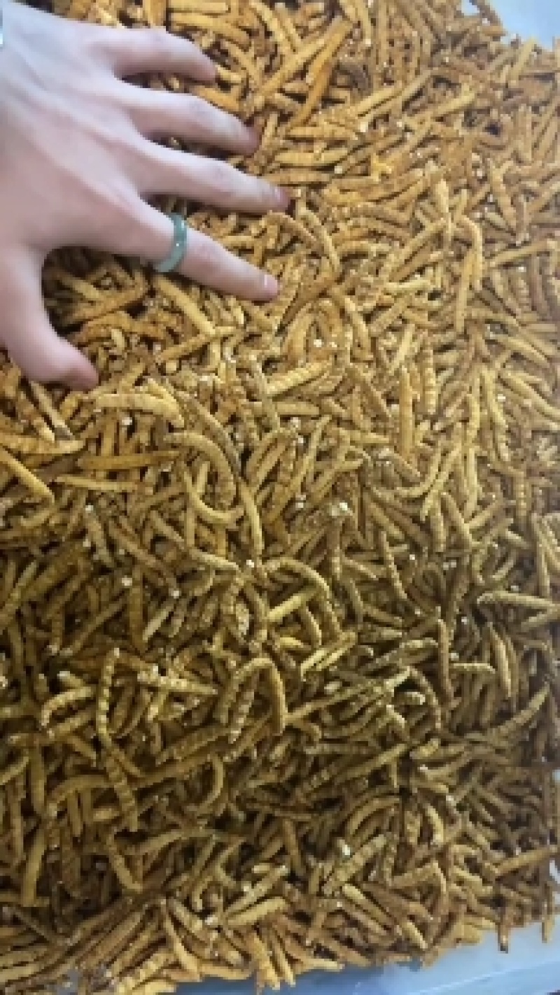 人工养殖冻干原装一级虫草大肉节现货光头强