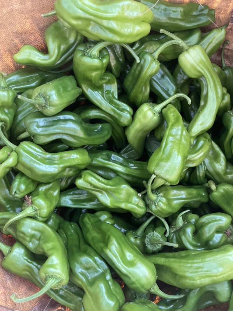 遂宁大棚苏椒，二薄皮很软。