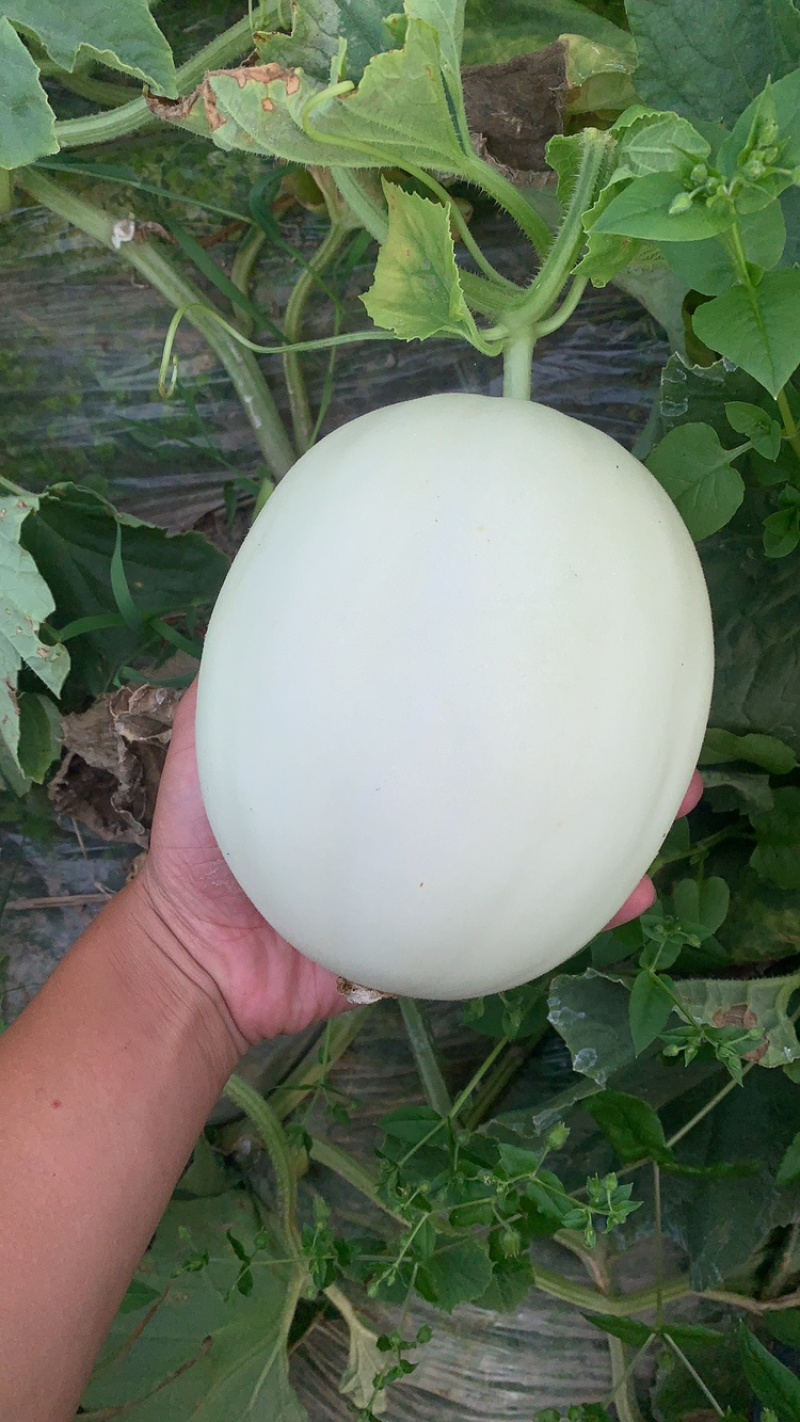 精品玉菇