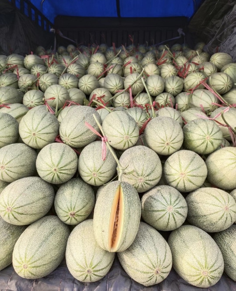 哈密瓜晓蜜25号莘县甜瓜原产地对接各种电商平台