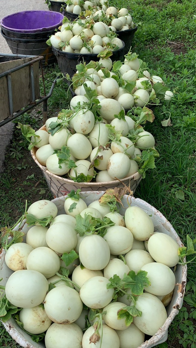 精品玉菇