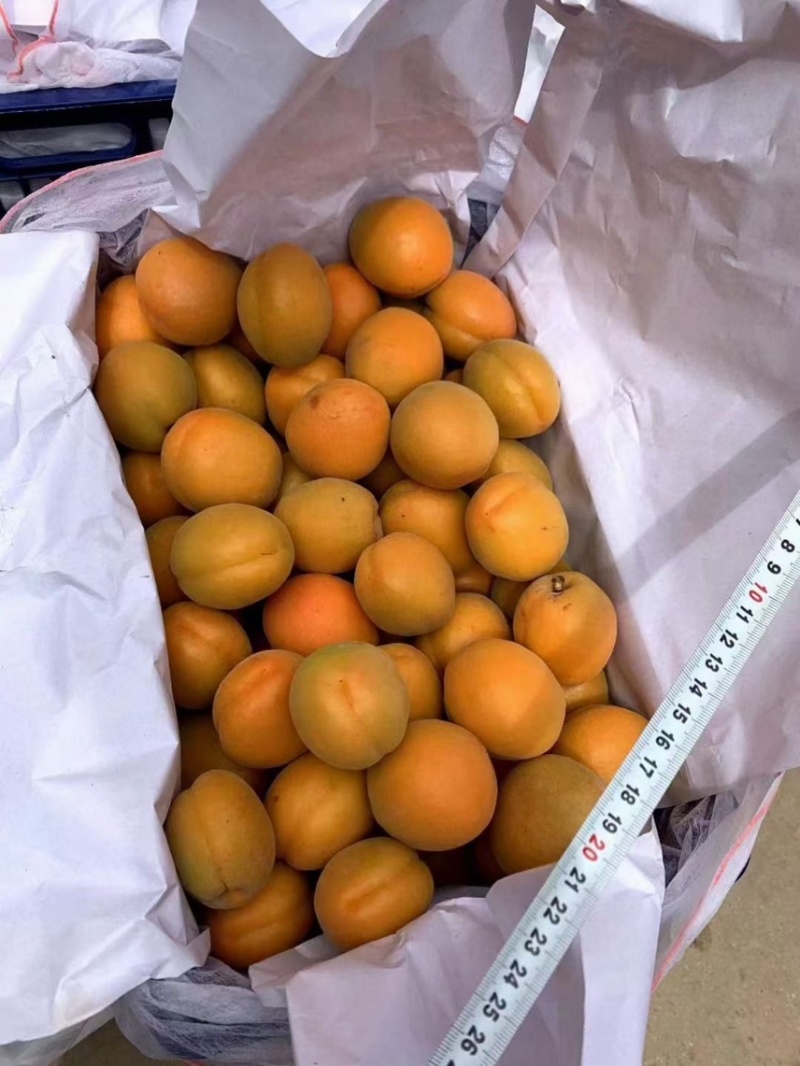 凯特杏大量有货，适合电商，市场，超市社区团购