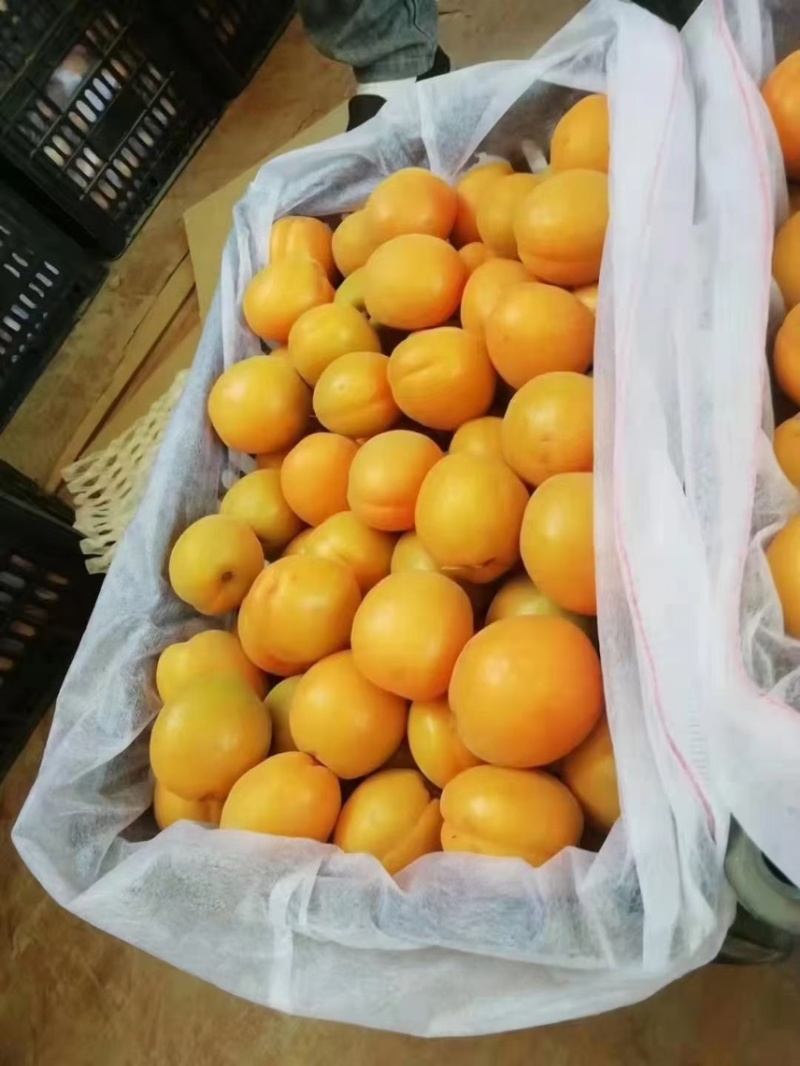 凯特杏大量有货，适合电商，市场，超市社区团购