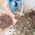 精选夏枯球中药材野生夏枯草白毛无硫夏枯新货球正品棒槌草泡