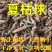 精选夏枯球中药材野生夏枯草白毛无硫夏枯新货球正品棒槌草泡