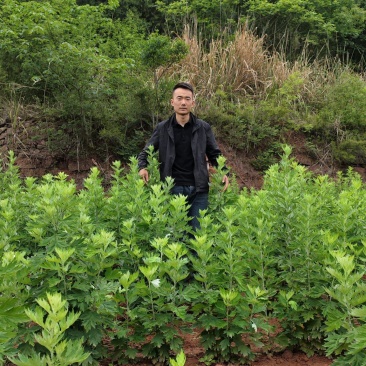 大量出售新鲜艾草，全颗艾，艾苗